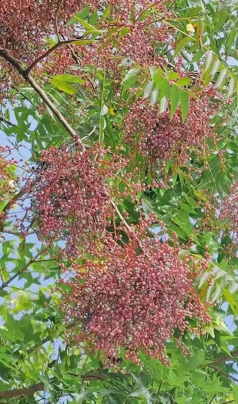 温州园博园植物图鉴丨“材”貌双全,树中“楷模”